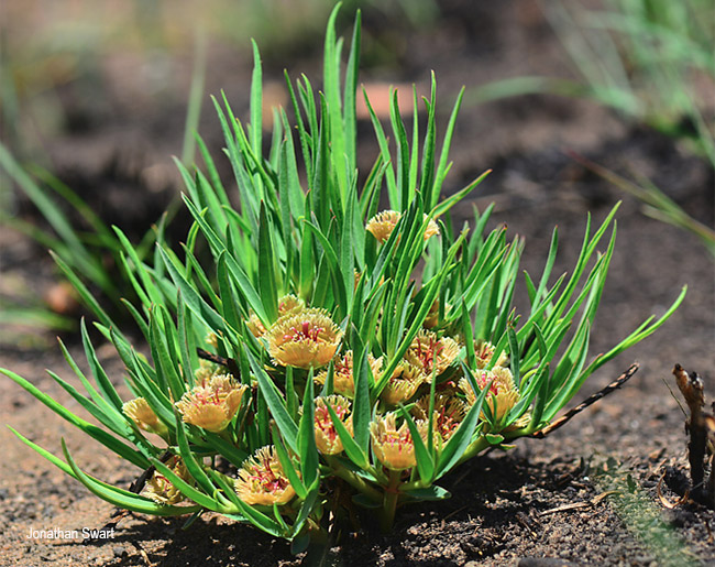 Euphorbia trichadenia