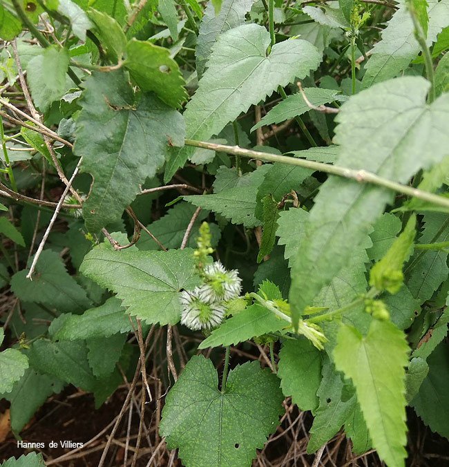 Tragia dioica