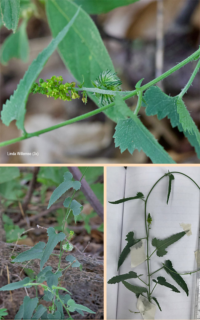 Tragia dioica