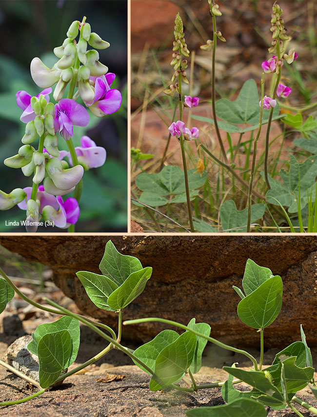 Vigna frutescens