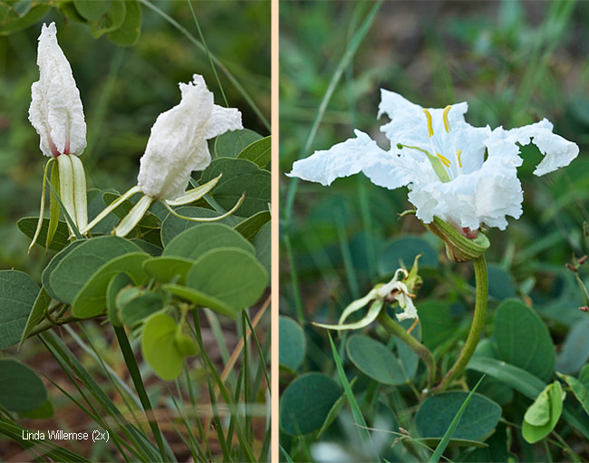 Bauhinia petersiana macrantha