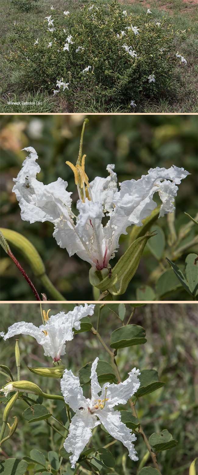 Bauhinia petersiana macrantha