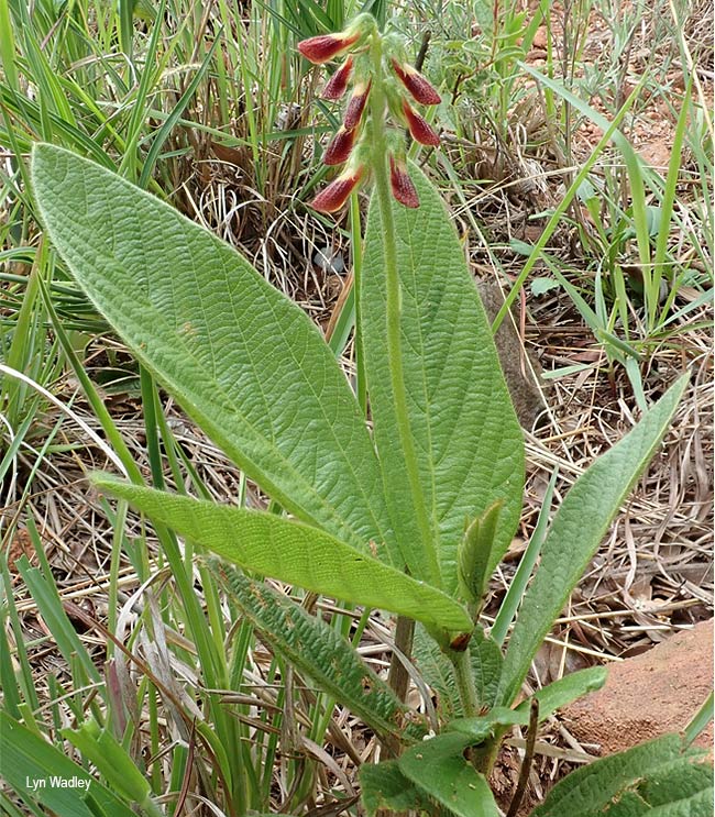 Eriosema cordatum