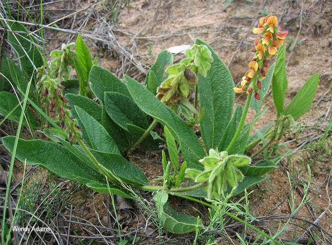 Eriosema cordatum