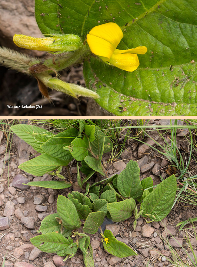 Eriosema ellipticifolium