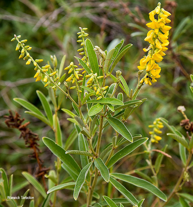 Eriosema psoraleoides