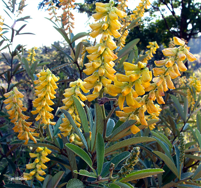 Eriosema psoraleoides