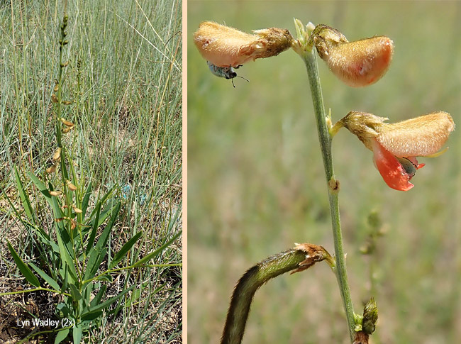 Eriosema salignum