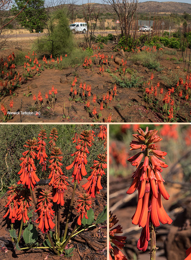 Erythrina zeyheri