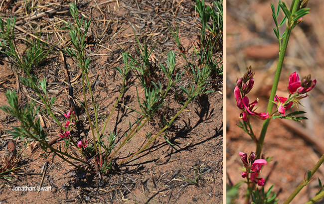 Indigofera hilaris
