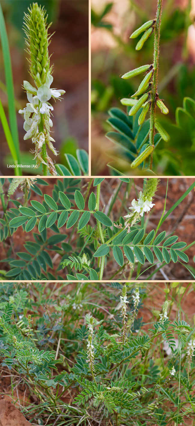 Indigofera daleoides