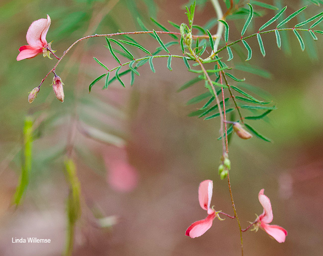 Indigofera filipes