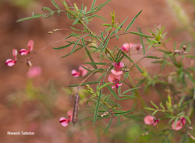 Indigofera filipes