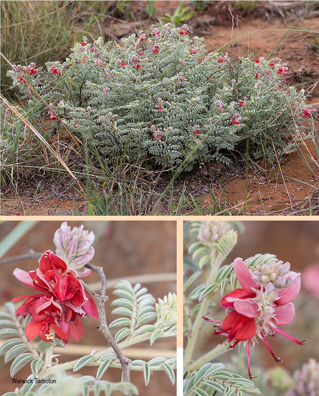 Indigofera oxytropis