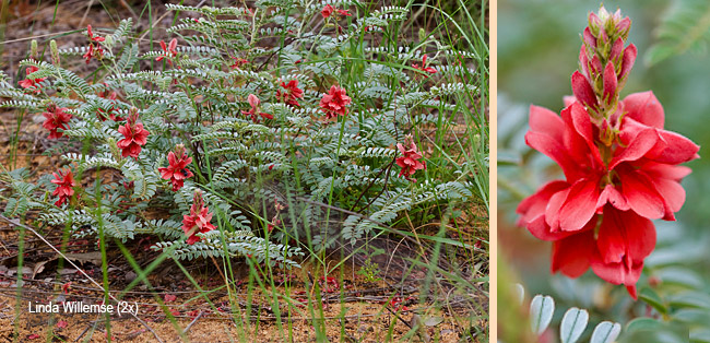 Indigofera oxytropis