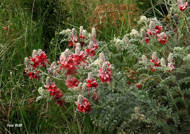 Indigofera oxytropis