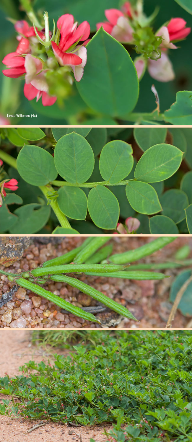 Indigofera oxalidea