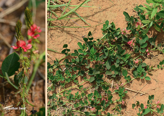 Indigofera oxalidea