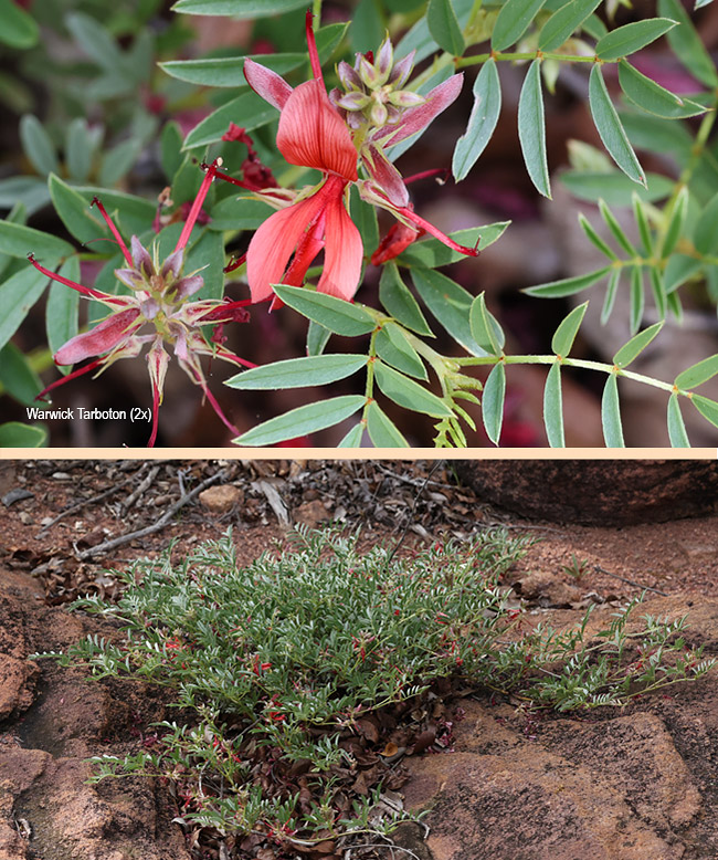 Indigofera pongolana