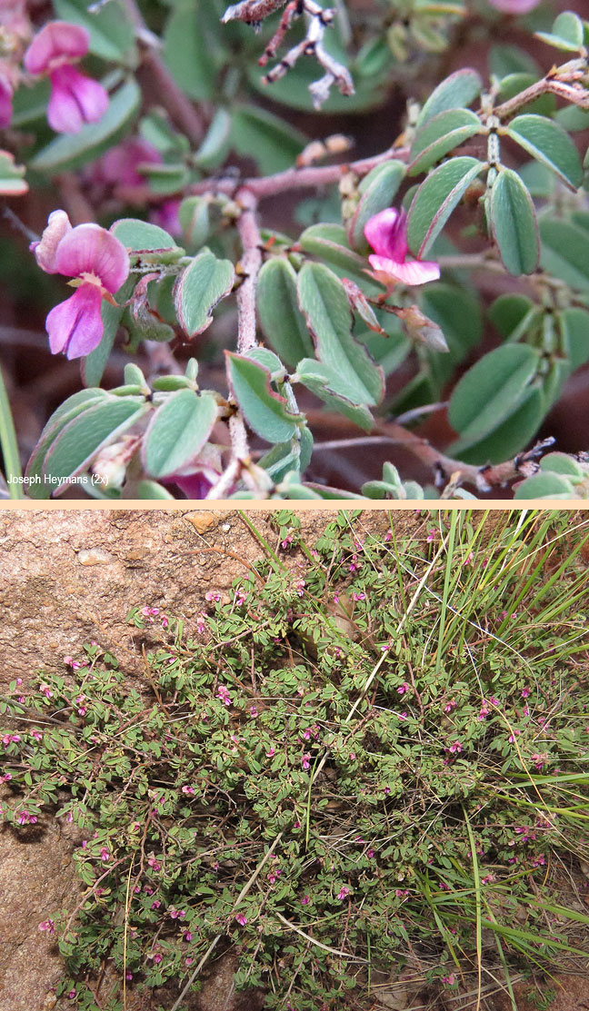Indigofera reducta
