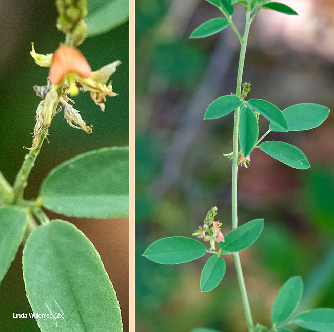 Indigofera subulata