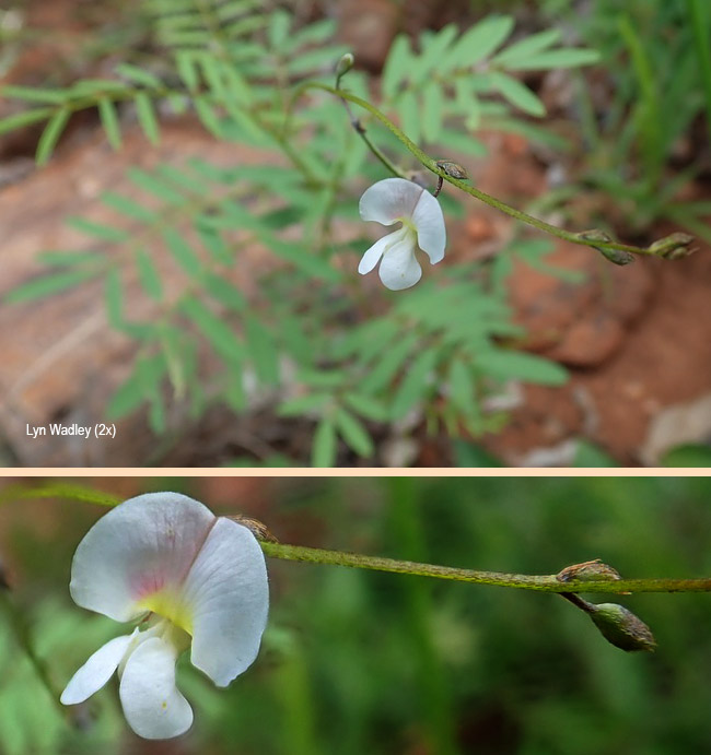Indigofera zeyheri