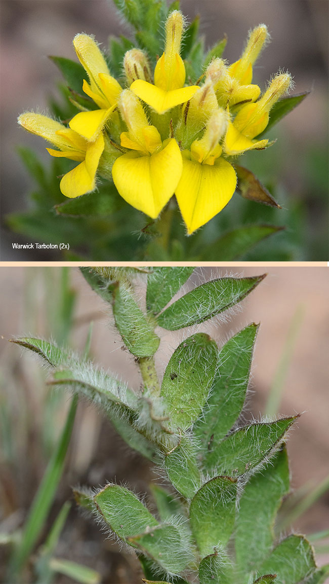 Pearsonii sessifolia