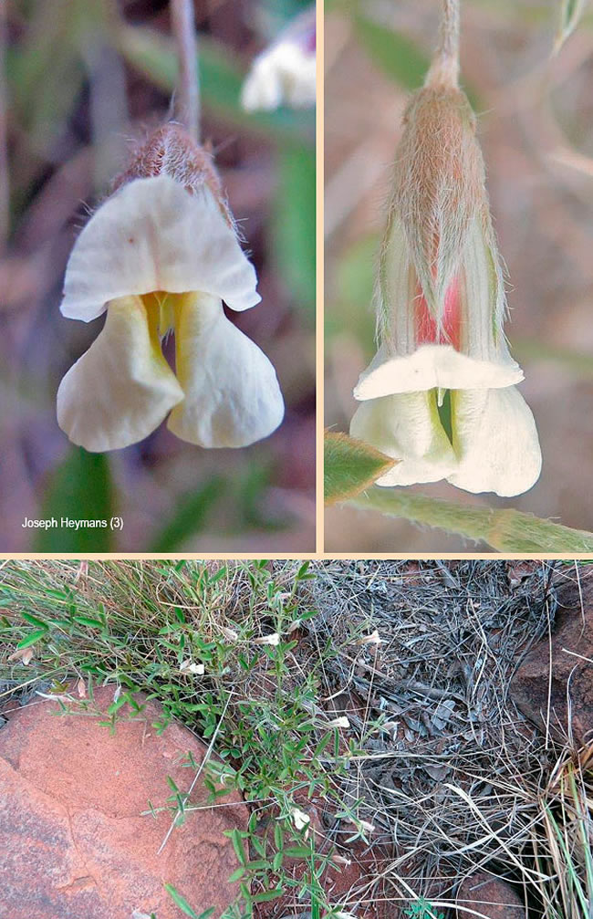Pearsonia uniflora