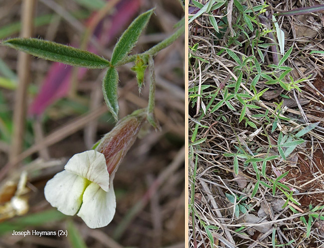 Pearsonia uniflora