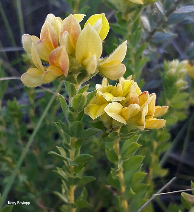 Pearsonii sessifolia