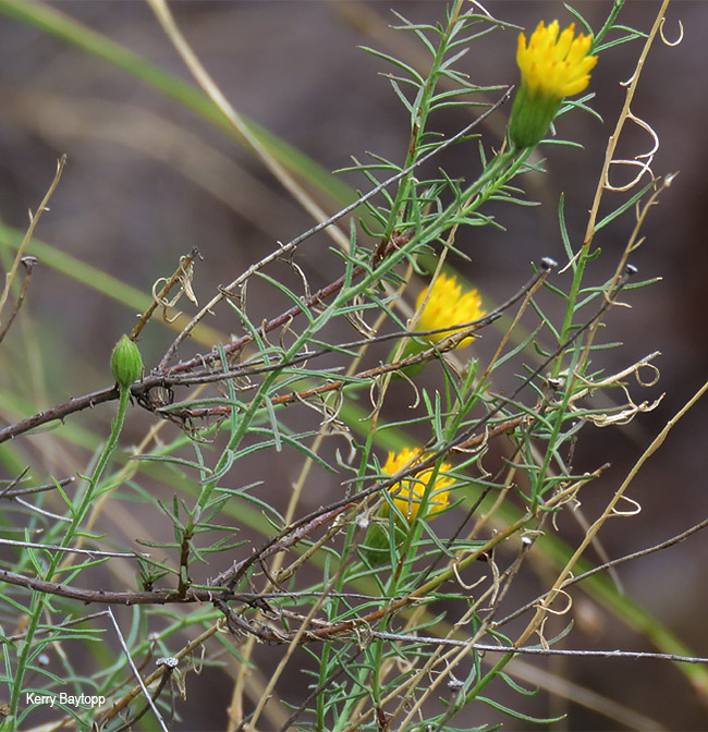 Pegolettia tenuifolia