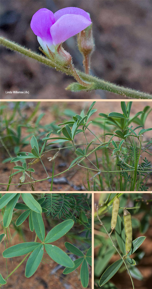 Rhynchosia lupinifolia