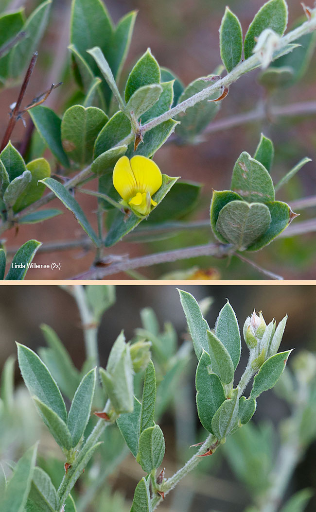 Rhynchosia totta