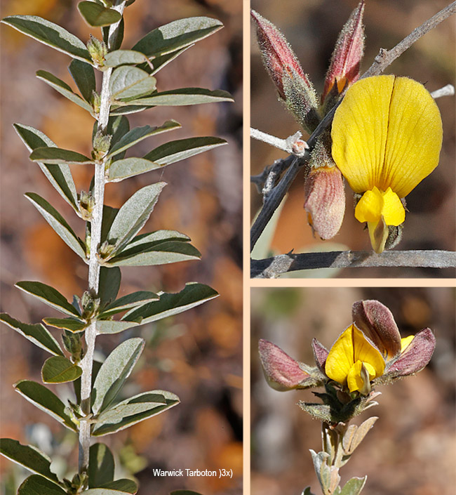 Rhynchosia totta