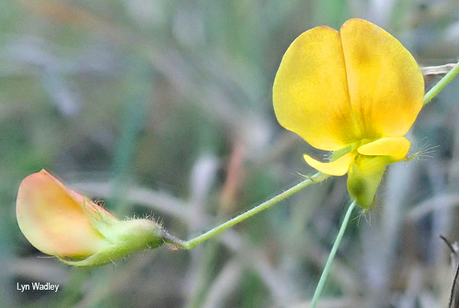 Rhynchosia totta