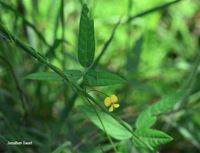 Rhynchosia totta