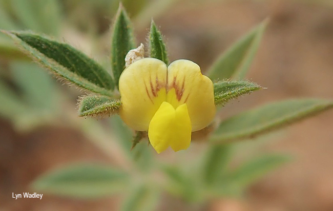 Stylosanthes fruticosa
