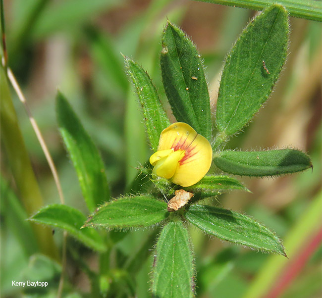 Stylosanthes fruticosa