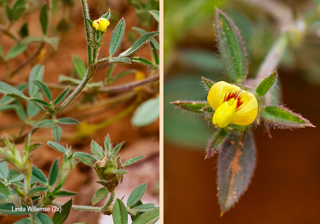Stylosanthes fruticosa