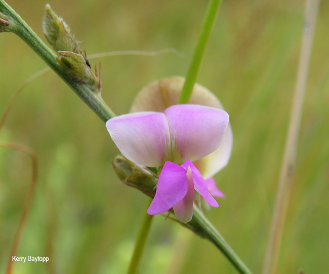 Tephrosia longipes