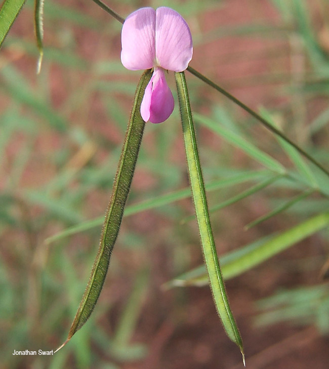 Tephrosia longipes