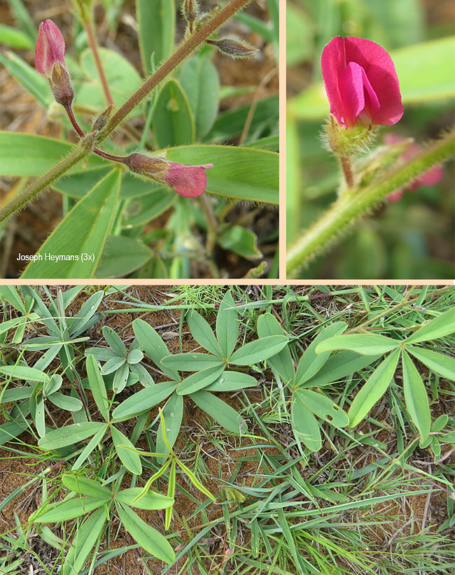 Tephrosia lupinifolia