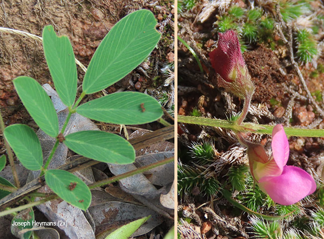 Tephrosia purpurea