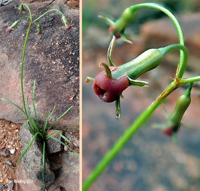 Tulbaghia acutiloba