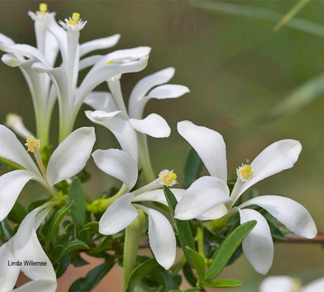 Turraea obtusifolia