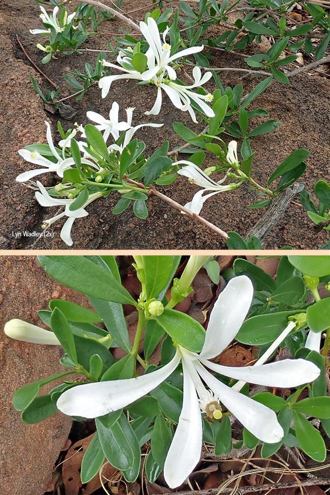 Turraea obtusifolia