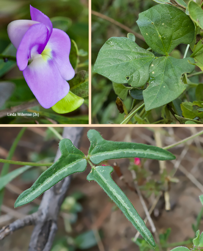 Vigna frutescens