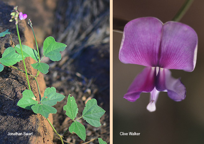 Vigna frutescens