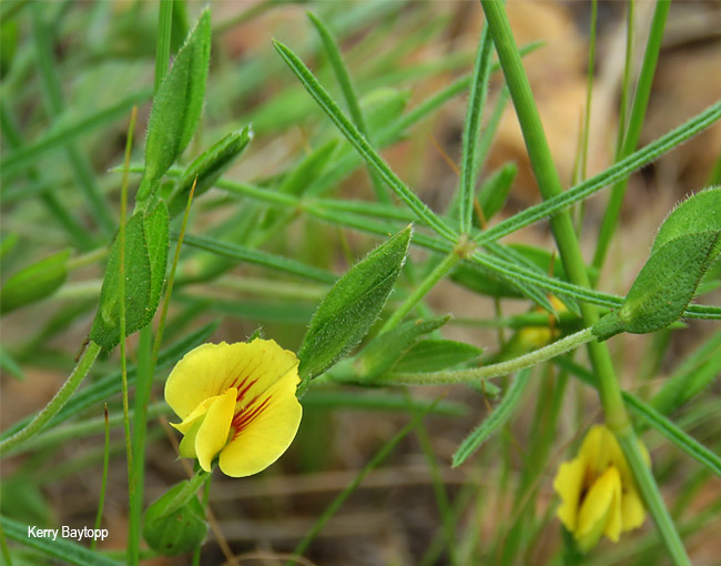 Zornia linearis
