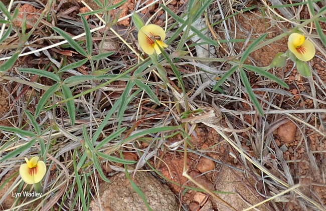 Zornia linearis
